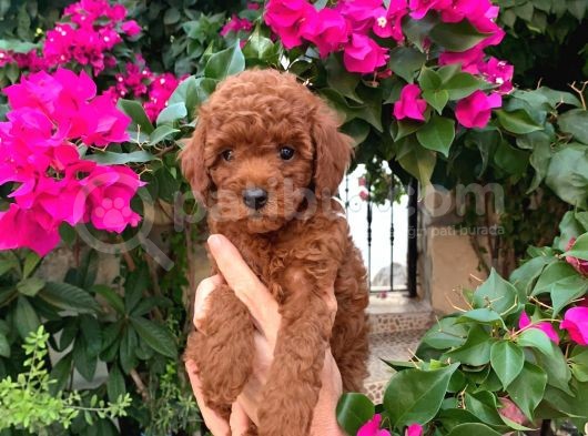 Minyatür Boy Toy Poodle Yavrularım görsel