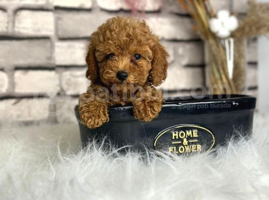 Minyatür Boy Toy Poodle Yavrularım