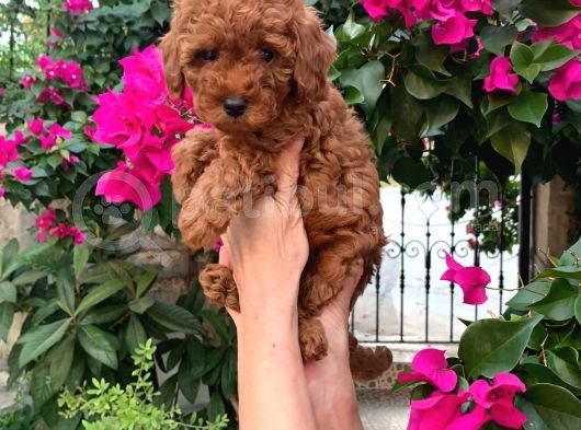 Minyatür Boy Toy Poodle Yavrularım görsel