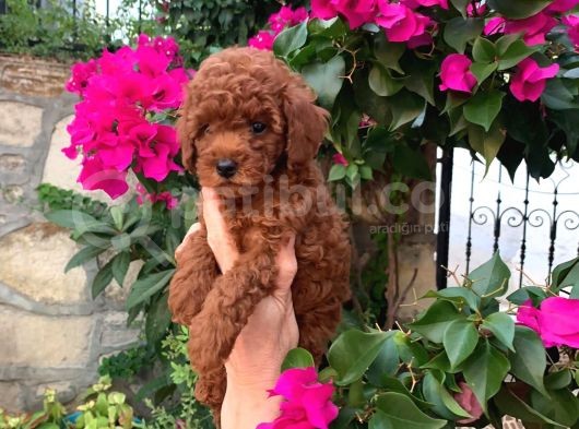 Minyatür Boy Toy Poodle Yavrularım görsel