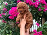 Minyatür Boy Toy Poodle Yavrularım