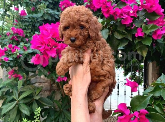 Minyatür Boy Toy Poodle Yavrularım görsel