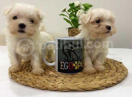 Muhteşem Teacup Bebekler görsel