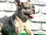 Erkek Güzeli̇ Fransiz Bulldog Blue Merle Yavrumuz
