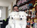Ayi̇ Yavrusu Samoyed A Kali̇te Irk
