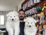 Ayi̇ Yavrusu Samoyed A Kali̇te Irk