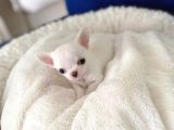 İddaaliyiz Türki̇yeni̇n En İyi̇ Elma Kafa Teacup Chi̇huahua Yavrulari
