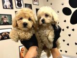 Safkan Malti̇poo-Irk Ve Sağlik Garanti̇li̇ - Ev Doğumlu Bebek Yavrular
