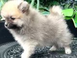 Sağlik Ve Irk Garati̇li̇ - En Ufak Boy - Teddy Bear - Aron Petshop Güvencesi̇ İle