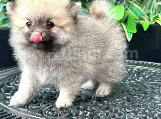 Sağlik Ve Irk Garati̇li̇ - En Ufak Boy - Teddy Bear - Aron Petshop Güvencesi̇ İle görsel