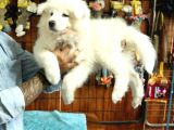 Ayi̇ Yavrusu Samoyed A Kali̇te Irk
