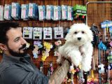 Kartopu Gi̇bi̇ Maltese Terri̇er Yavrular