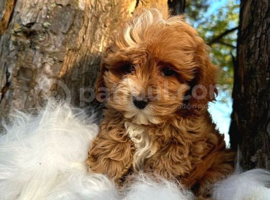Korean Malti̇poo Bebekler