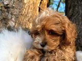 Korean Malti̇poo Bebekler