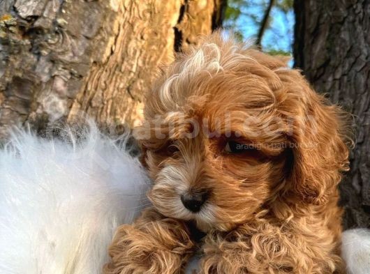 Korean Malti̇poo Bebekler görsel