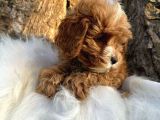 Korean Malti̇poo Bebekler