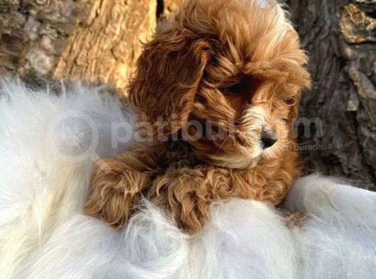 Korean Malti̇poo Bebekler görsel