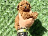Mini Boy Toy Poodle Kızımız