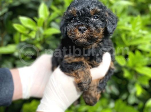 Chocolate Brown Toy Poodle Bebekler A Kalite görsel