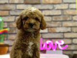Secereli̇ Toy Poodle Erkek Yavru