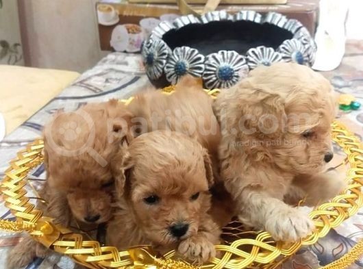 Büyümeyen Malti̇po Yavrular görsel