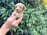 Maltipoo Yavrılarım Sağlık Ve Irk Garantilidir