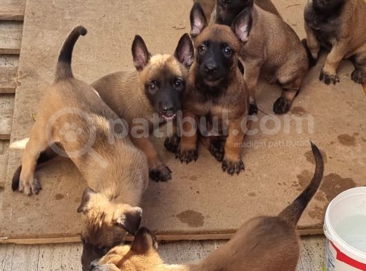 Ori̇ji̇nal Saf Belçi̇ka Kurdu Malinoisyavrulari görsel