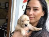 Golden Retriver Yavrularım Sağlık Ve Irk Garantilidir