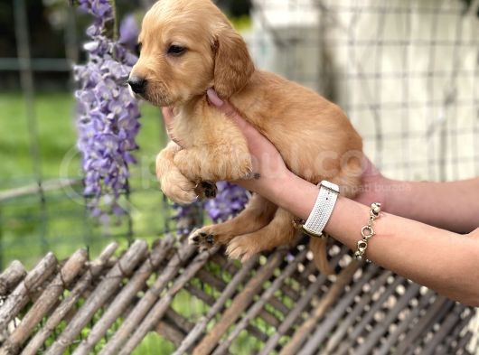Golden Retriver Yavrularım Sağlık Ve Irk Garantilidir görsel