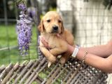 Golden Retriver Yavrularım Sağlık Ve Irk Garantilidir