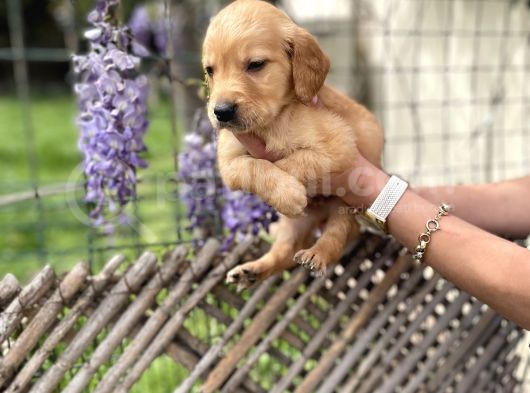 Golden Retriver Yavrularım Sağlık Ve Irk Garantilidir görsel