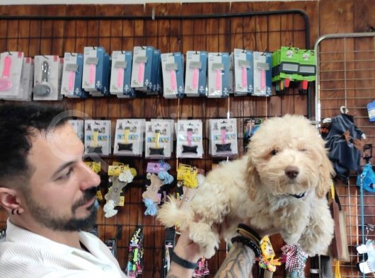 A Scr Muhteşem Toy Poodle  Yavrularimiz görsel