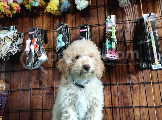 A Scr Muhteşem Toy Poodle  Yavrularimiz görsel