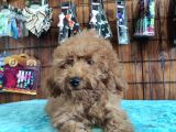 A Scr Muhteşem Toy Poodle  Yavrularimiz