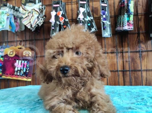 A Scr Muhteşem Toy Poodle  Yavrularimiz görsel