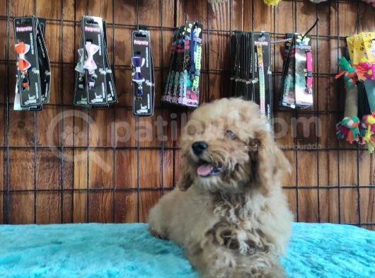 A Scr Muhteşem Toy Poodle  Yavrularimiz görsel