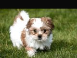 Kivir Kivir Malti̇poo Uygun