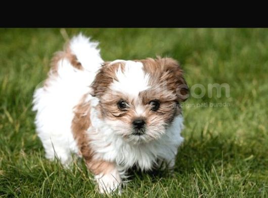Kivir Kivir Malti̇poo Uygun görsel