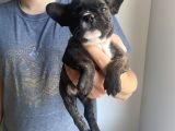 Classi̇c French Bulldog Yavrulari