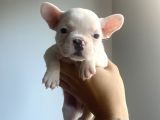 CLASSİC FRENCH BULLDOG YAVRULARI