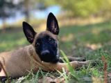 Yavru Malinois