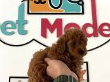 Petmode Köpek Çiftliğinden kore Tea cup poodle Yavrumuz