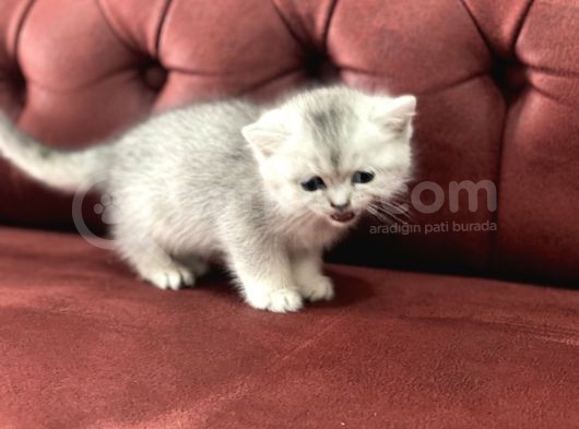 En Güzel British Shorthair Yavrularımız görsel