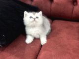 En Güzel British Shorthair Yavrularımız