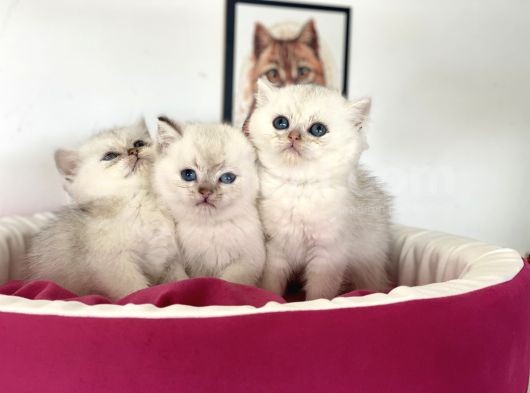 En Güzel British Shorthair Yavrularımız görsel