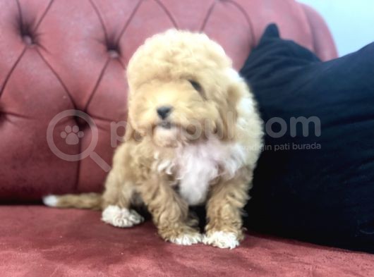 Petmode Köpek Çiftliğinden  Mini Maltipoo Yavrumuz görsel
