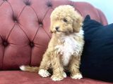 Petmode Köpek Çiftliğinden  Mini Maltipoo Yavrumuz