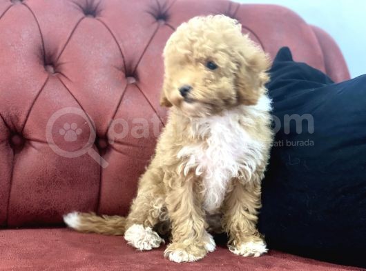Petmode Köpek Çiftliğinden  Mini Maltipoo Yavrumuz görsel