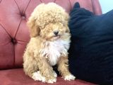 Petmode Köpek Çiftliğinden  Mini Maltipoo Yavrumuz