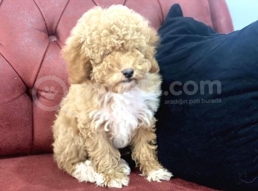Petmode Köpek Çiftliğinden  Mini Maltipoo Yavrumuz görsel